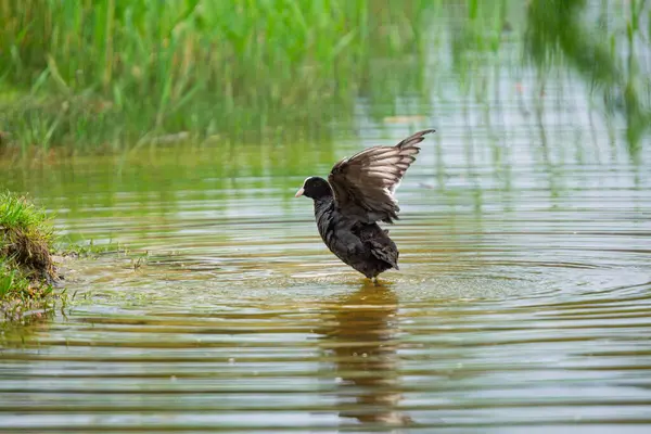 2025 gölündeki ördekler