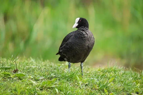 2025 gölündeki ördekler