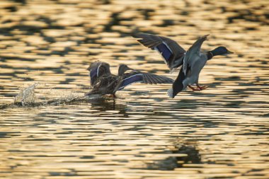 2025 gölündeki ördekler
