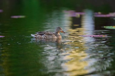 2025 gölündeki ördekler