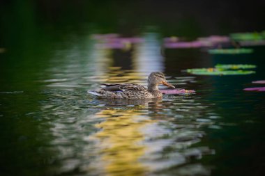 2025 gölündeki ördekler