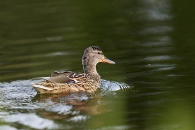 2025 gölündeki ördekler