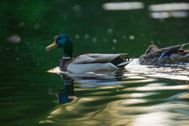 2025 gölündeki ördekler
