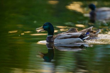 2025 gölündeki ördekler