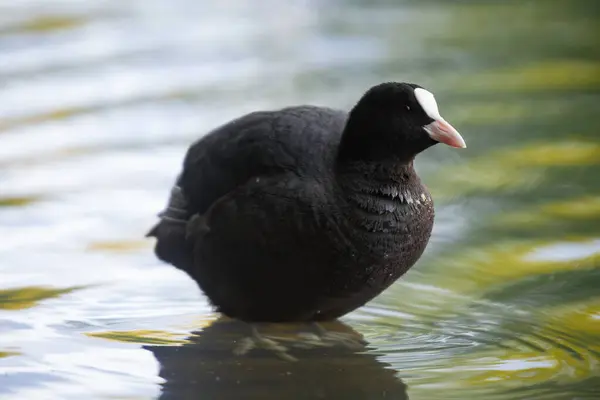 2025 gölündeki ördekler