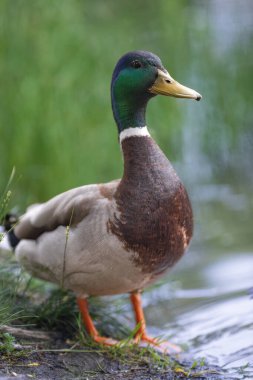 2025 gölündeki ördekler