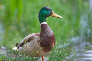 2025 gölündeki ördekler