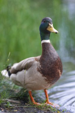 2025 gölündeki ördekler