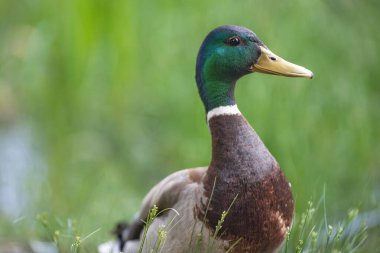 2025 gölündeki ördekler