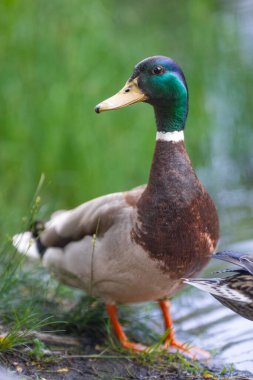 2025 gölündeki ördekler