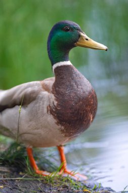 2025 gölündeki ördekler