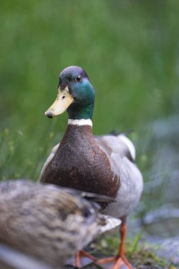 2025 gölündeki ördekler