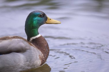 2025 gölündeki ördekler