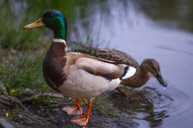 2025 gölündeki ördekler