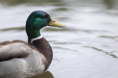 2025 gölündeki ördekler