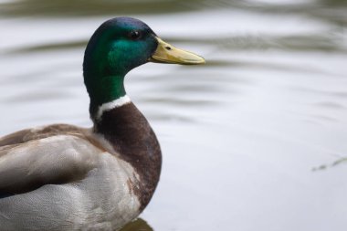 2025 gölündeki ördekler