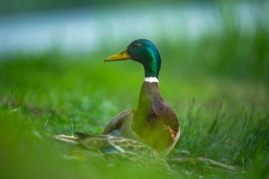 2025 gölündeki ördekler