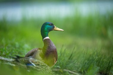 2025 gölündeki ördekler