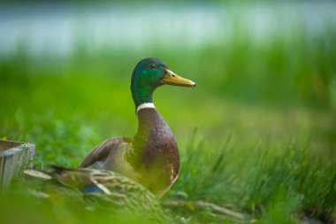 2025 gölündeki ördekler