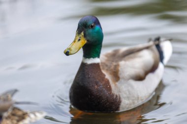 2025 gölündeki ördekler