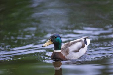 2025 gölündeki ördekler