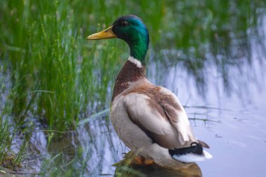 2025 gölündeki ördekler