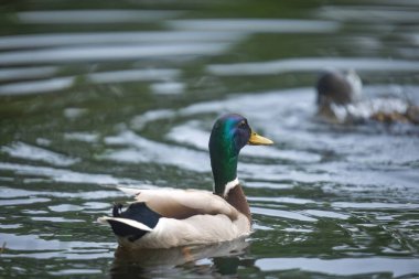 2025 gölündeki ördekler