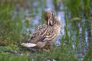 2025 gölündeki ördekler