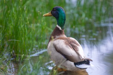 2025 gölündeki ördekler