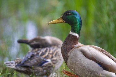 2025 gölündeki ördekler