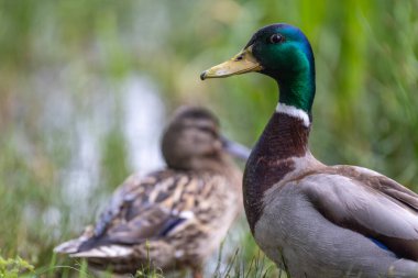 2025 gölündeki ördekler