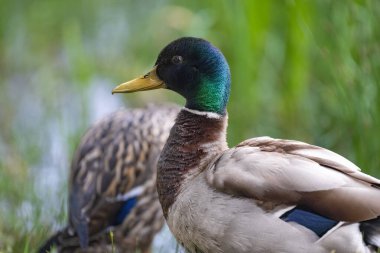 2025 gölündeki ördekler