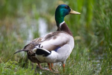 2025 gölündeki ördekler