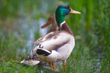 2025 gölündeki ördekler