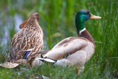 2025 gölündeki ördekler