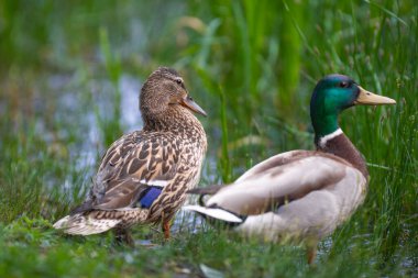 2025 gölündeki ördekler