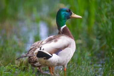 2025 gölündeki ördekler