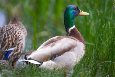 2025 gölündeki ördekler