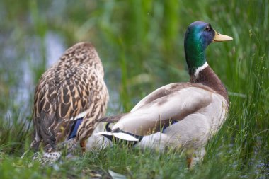 2025 gölündeki ördekler