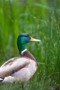 2025 gölündeki ördekler