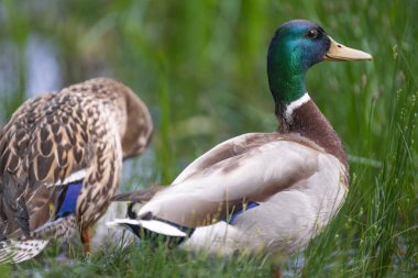 2025 gölündeki ördekler