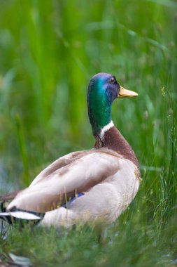 2025 gölündeki ördekler