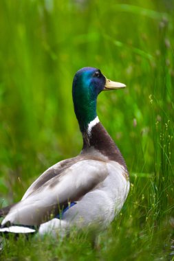2025 gölündeki ördekler