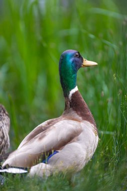 2025 gölündeki ördekler