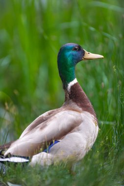 2025 gölündeki ördekler