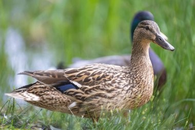 2025 gölündeki ördekler