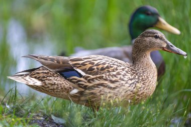 2025 gölündeki ördekler