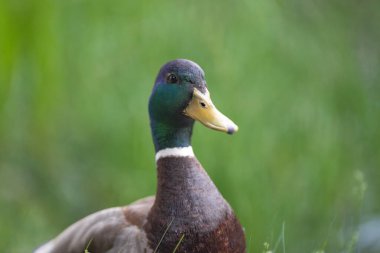 2025 gölündeki ördekler