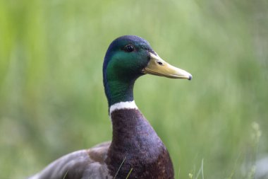 2025 gölündeki ördekler