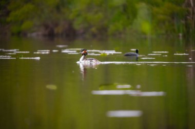 2025 gölündeki ördekler